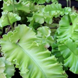 Foltz plant