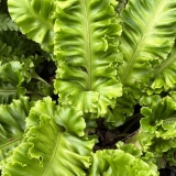 Foltz plant