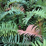 Foltz plant