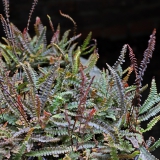 Foltz plant