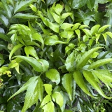 Foltz plant