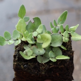 Foltz plant