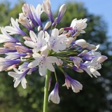 Foltz plant