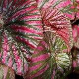 Foltz plant