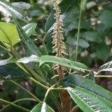 Foltz plant