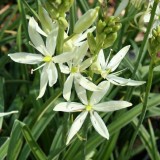 Foltz plant