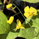 Foltz plant