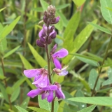 Foltz plant