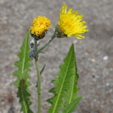 Foltz plant