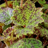 Foltz plant