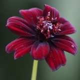 Foltz plant