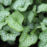 Foltz plant