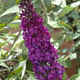 Foltz plant