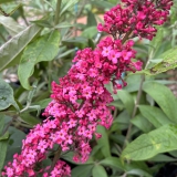 Foltz plant
