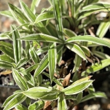 Foltz plant