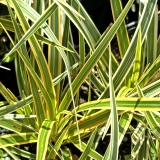 Foltz plant