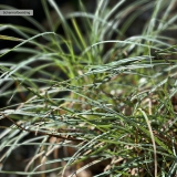 Foltz plant