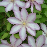 Foltz plant