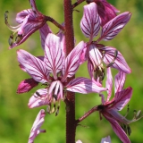 Foltz plant