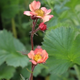 Foltz plant