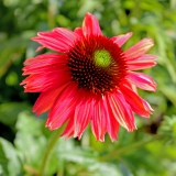 Foltz plant