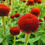 Foltz plant