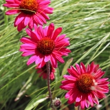 Foltz plant