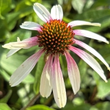 Foltz plant