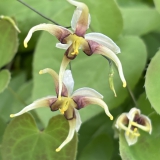 Foltz plant
