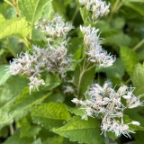Foltz plant