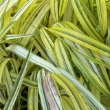Foltz plant