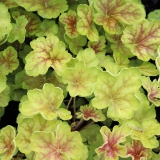 Foltz plant