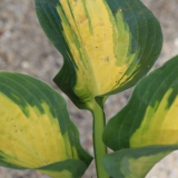 Foltz plant