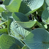 Foltz plant