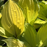 Foltz plant