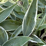 Foltz plant