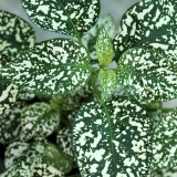 Foltz plant