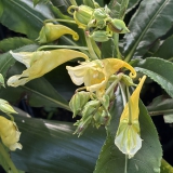 Foltz plant