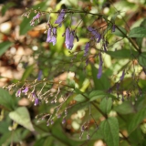 Foltz plant