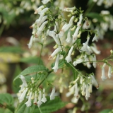 Foltz plant