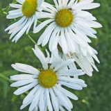 Foltz plant
