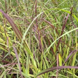 Foltz plant