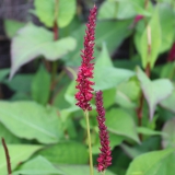Foltz plant