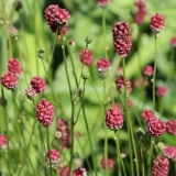 Foltz plant