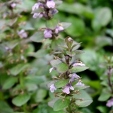 Foltz plant