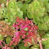 Foltz plant