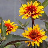Foltz plant