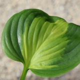 Foltz plant