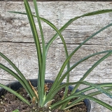 Foltz plant
