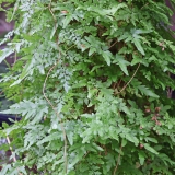 Foltz plant